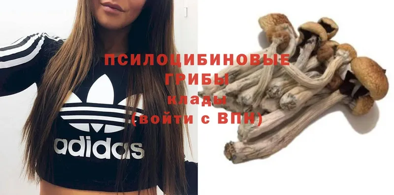 ссылка на мегу онион  Новосибирск  Псилоцибиновые грибы Psilocybine cubensis 